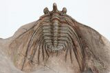 Kettneraspis & Metacanthina Trilobite Association - Lghaft, Morocco #210292-5